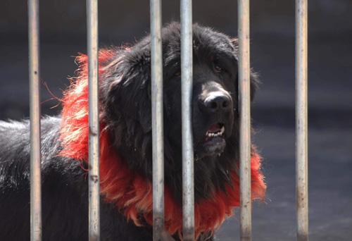 Tibetan Mastiff — 3