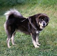Tibetan Mastiff — 4