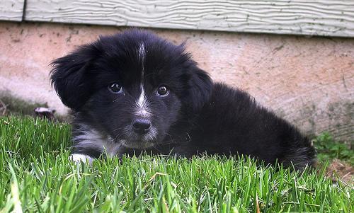 Tibetan Mastiff — 5