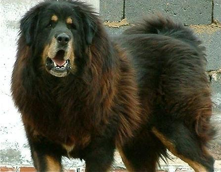 Tibetan Mastiff — 6