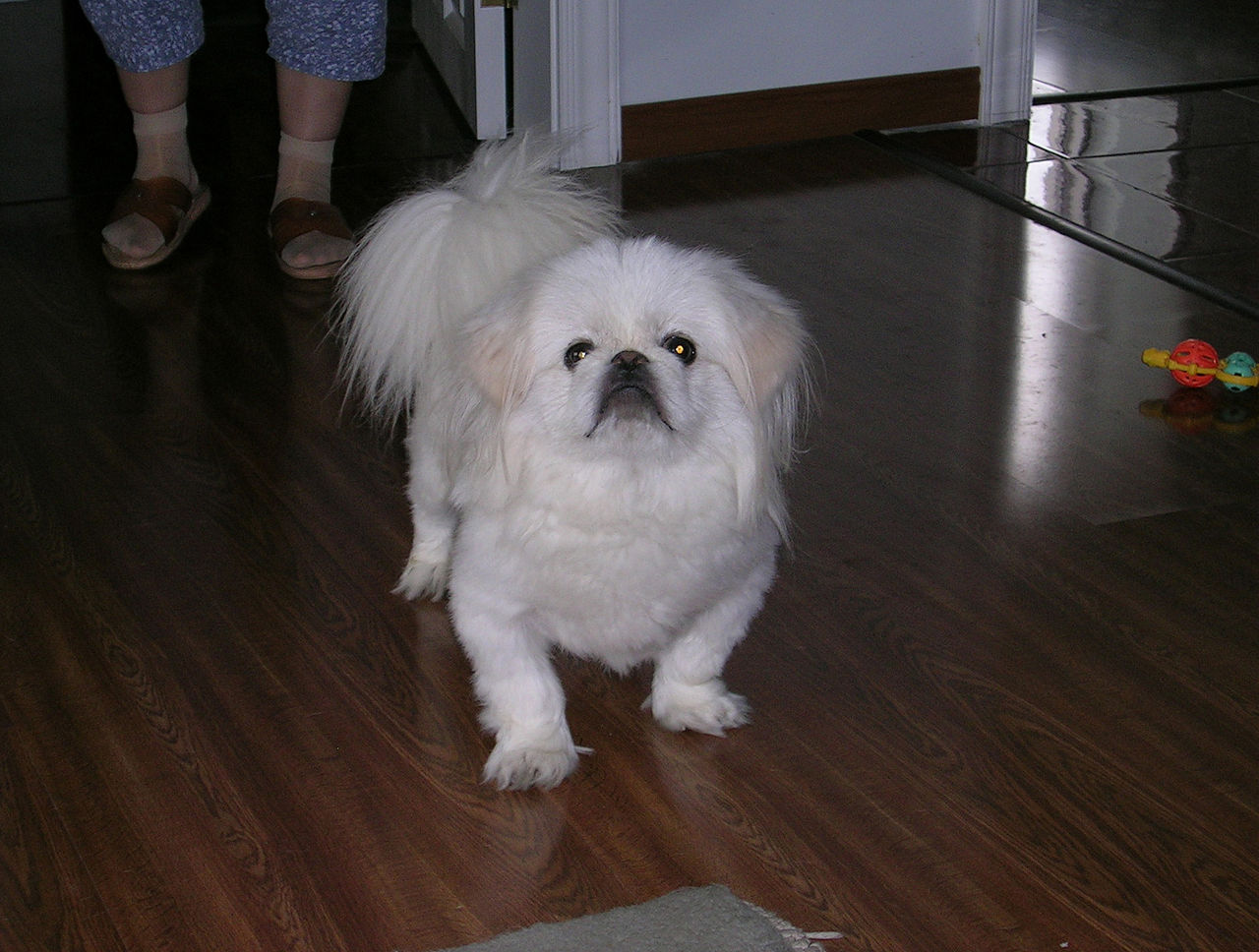 Tibetan Spaniel — 1