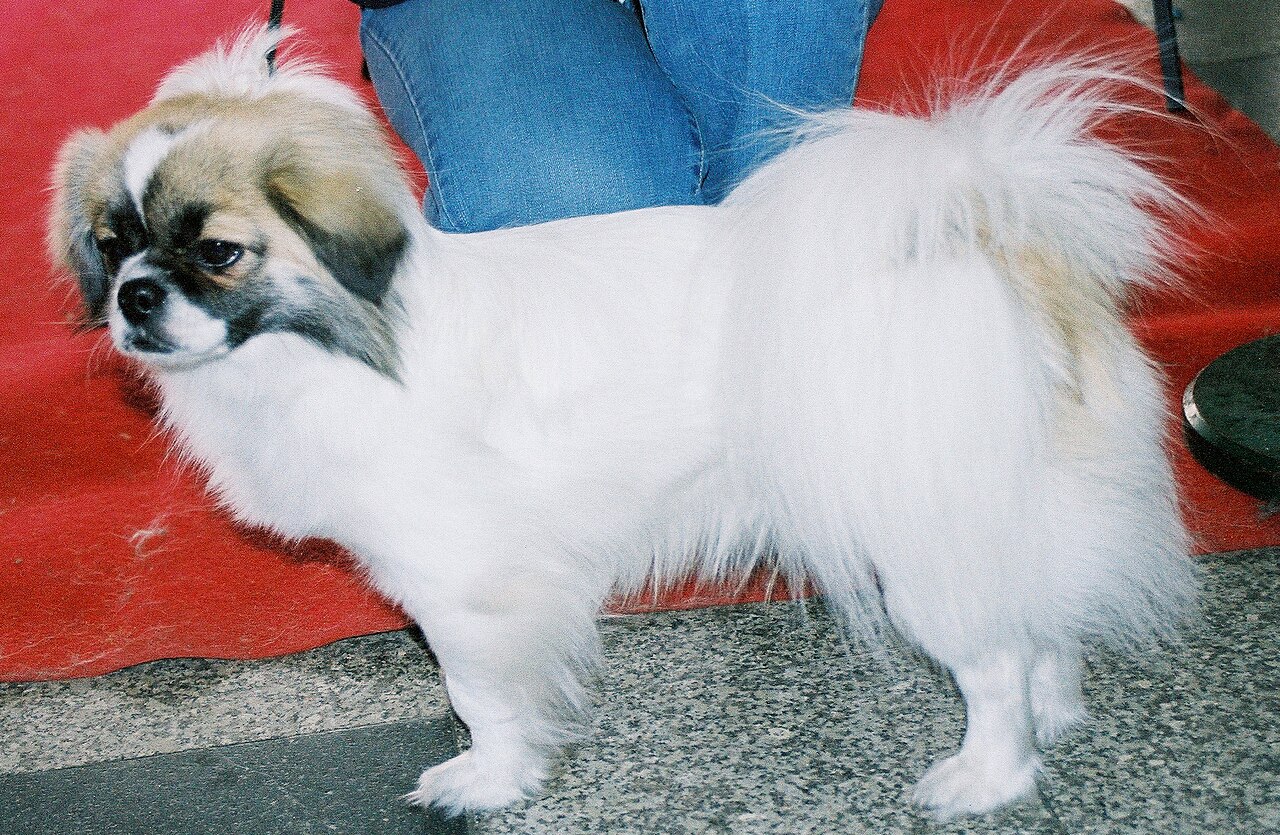 Tibetan Spaniel — 2