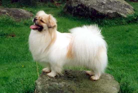 Tibetan Spaniel — 3