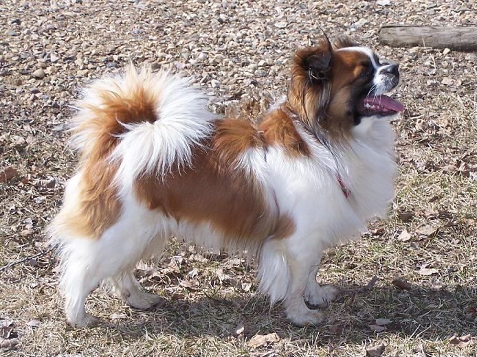 Tibetan Spaniel — 6