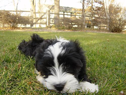 Tibetan Terrier — 1