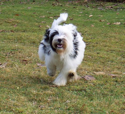 Tibetan Terrier — 2