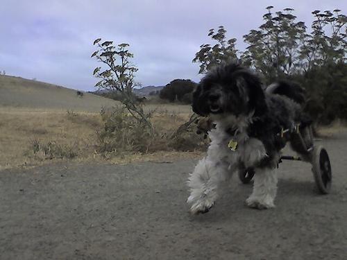 Tibetan Terrier — 3