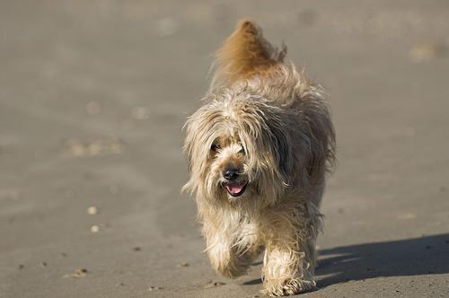 Tibetan Terrier — 4
