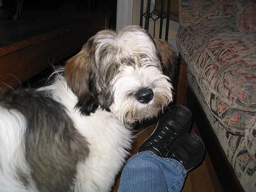 Tibetan Terrier — 5