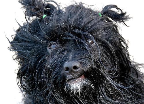 Tibetan Terrier — 6