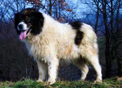 Tornjak — 1