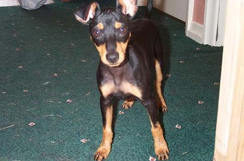 Toy Fox Terrier — 3