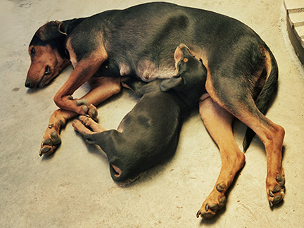 Transylvanian Hound — 1
