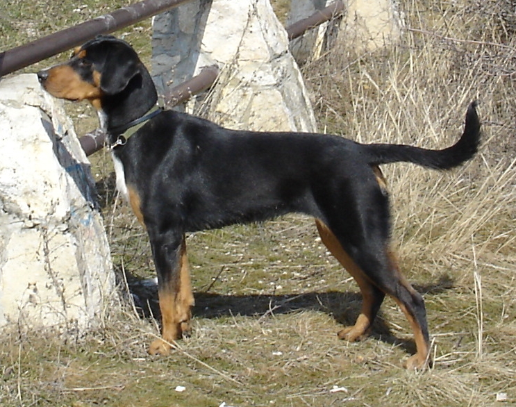 Transylvanian Hound — 2