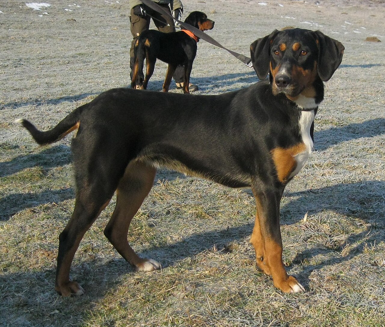 Transylvanian Hound — 5