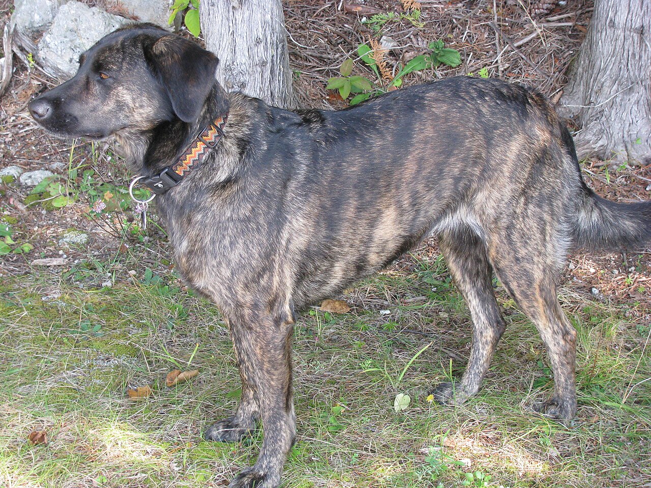 Treeing Tennessee Brindle — 1
