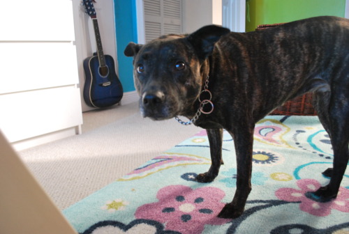 Treeing Tennessee Brindle — 2