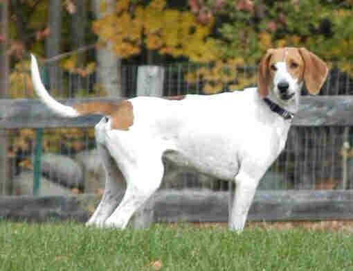 Treeing Walker Coonhound — 1