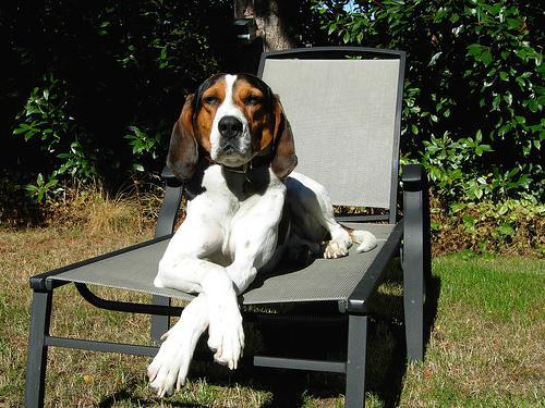 Treeing Walker Coonhound — 2