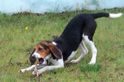 Treeing Walker Coonhound — 3