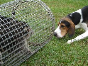 Treeing Walker Coonhound — 4