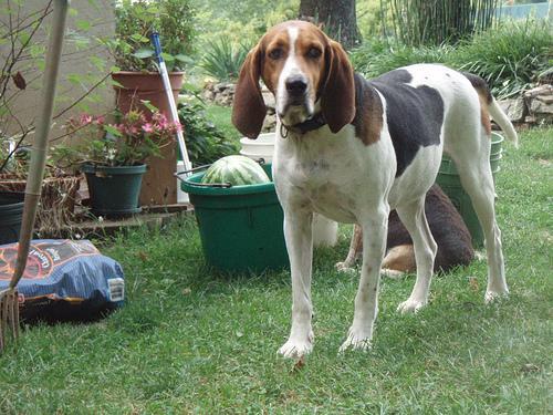 Treeing Walker Coonhound — 5