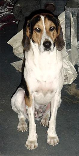 Treeing Walker Coonhound — 6