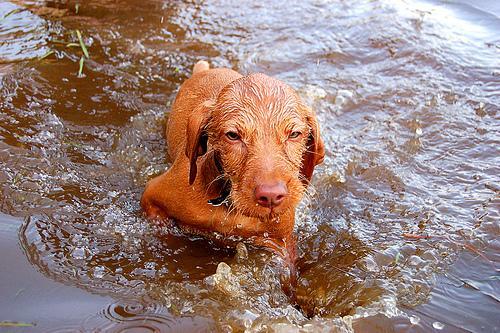Vizsla — 1