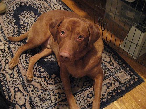 Vizsla — 2