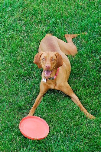 Vizsla — 3
