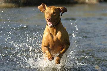 Vizsla — 4