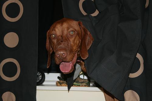 Vizsla — 5