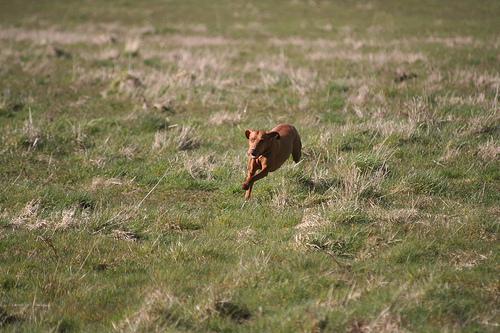 Vizsla — 6