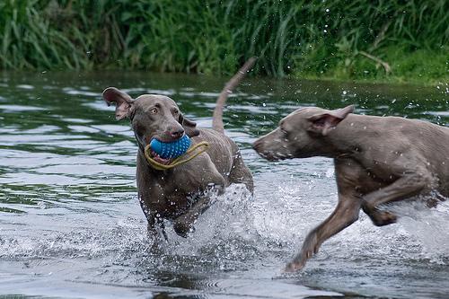 Weimaraner — 1