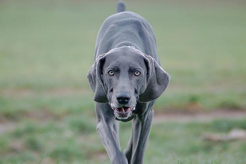 Weimaraner — 2