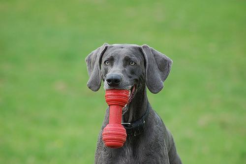 Weimaraner — 3