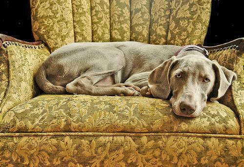 Weimaraner — 4
