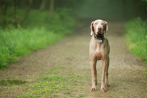 Weimaraner — 5