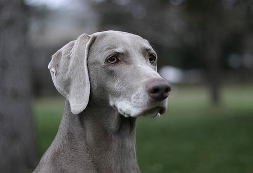 Weimaraner — 6