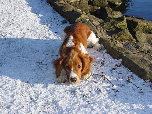 Welsh Springer Spaniel — 1