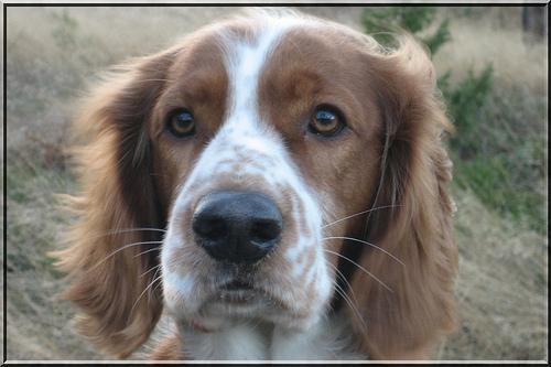 Welsh Springer Spaniel — 2