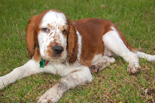 Welsh Springer Spaniel — 3