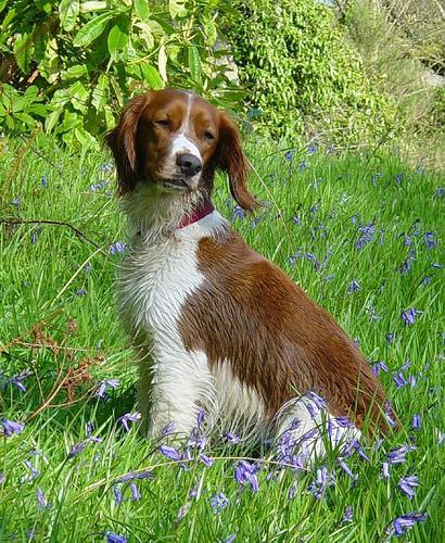 Welsh Springer Spaniel — 4