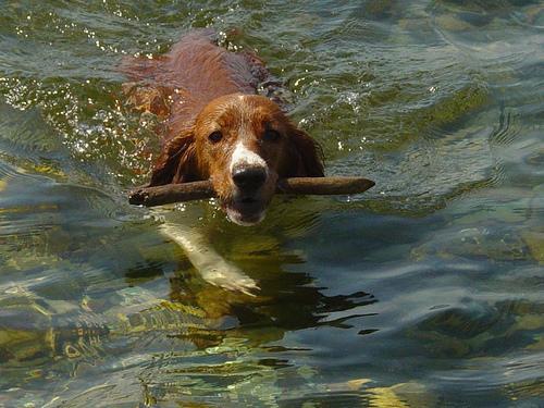 Welsh Springer Spaniel — 5