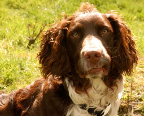 Welsh Springer Spaniel — 6