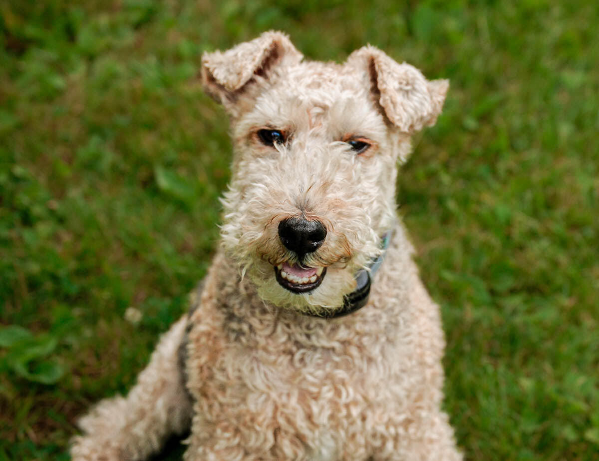 Welsh Terrier — 1