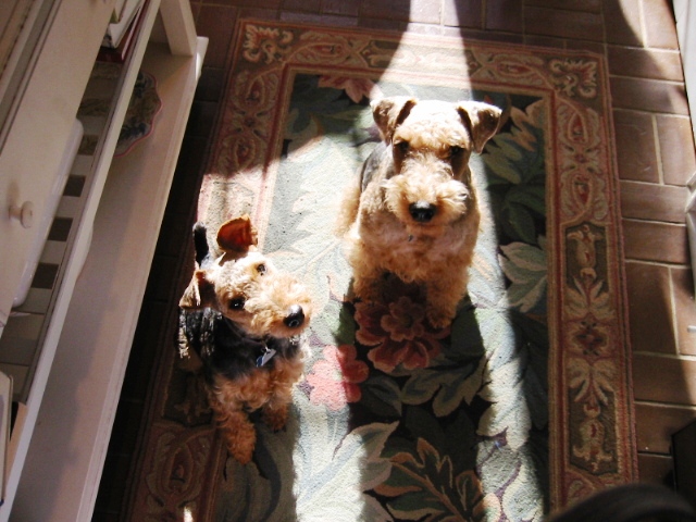 Welsh Terrier — 2