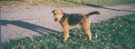 Welsh Terrier — 3