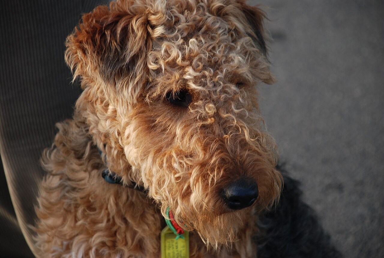 Welsh Terrier — 4