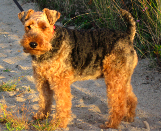 Welsh Terrier — 5